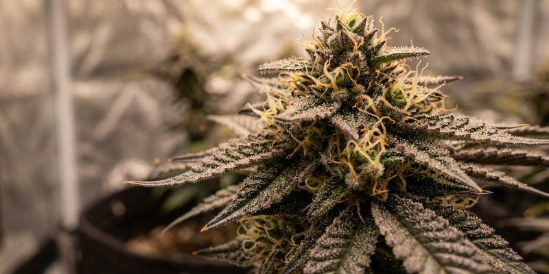 Ice Cream Cake: Zamnesia Seeds Ice Cream Cake: Zamnesia Seeds