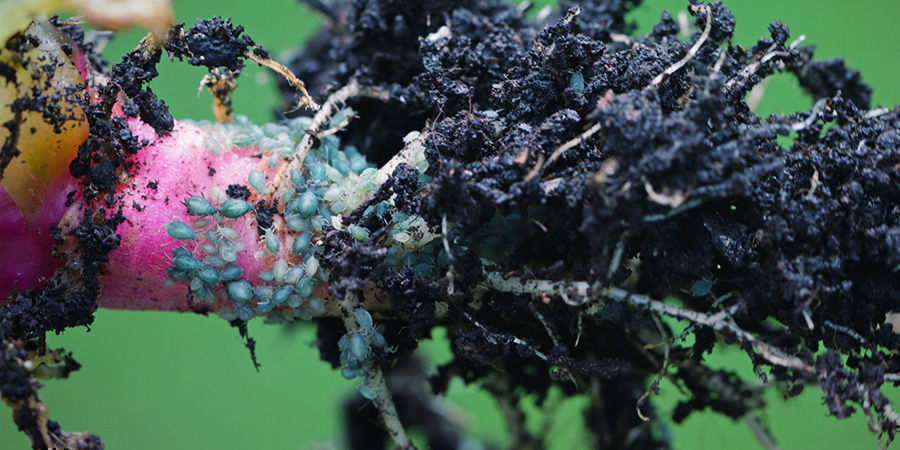 Wie Verursachen Wurzelläuse Schaden? Wie verursachen Wurzelläuse Schaden?