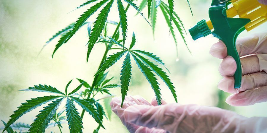 Biologische Lausbehandlung Biologische Lausbehandlung