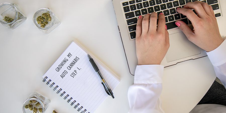 Plane Im Voraus, Um Dem Umtopfen Von Autoflowers Vorzubeugen Plane Im Voraus, Um Dem Umtopfen Von Autoflowers Vorzubeugen