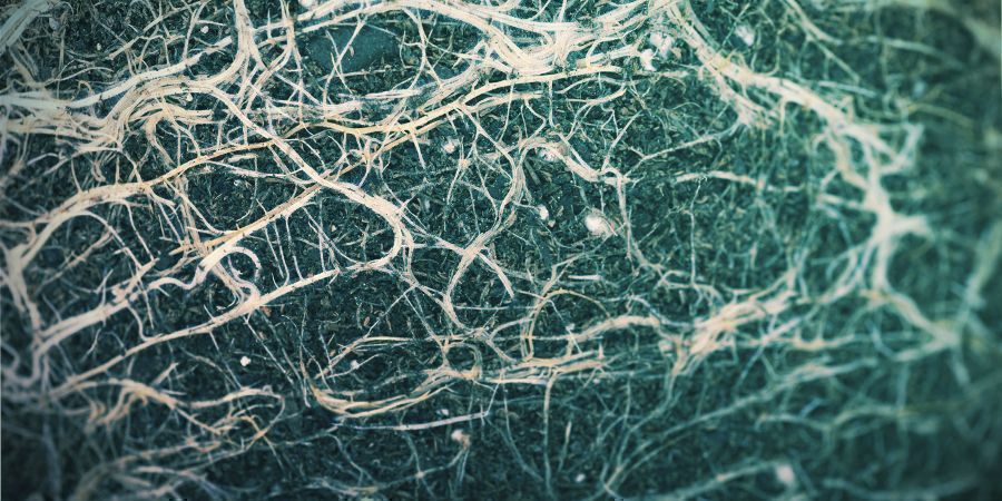 Wie Werden Autoflowering Cannabispflanzen Vom Umtopfen Beeinflusst? Wie Werden Autoflowering Cannabispflanzen Vom Umtopfen Beeinflusst?