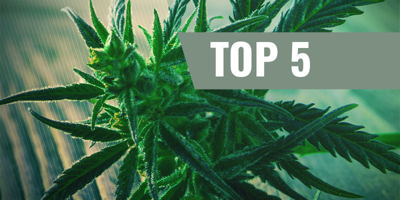 Die 5 Besten Schnell Blühenden Cannabissorten Die 5 Besten Schnell Blühenden Cannabissorten