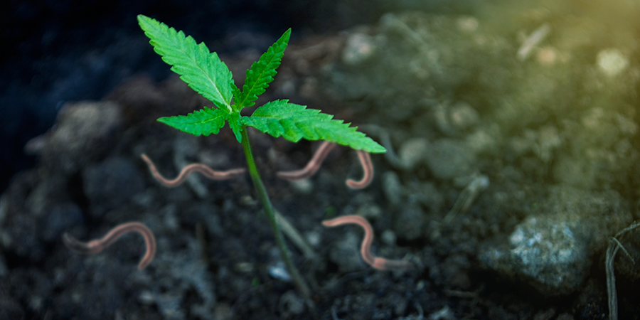 DIE VORTEILE DES CANNABISANBAUS MIT DEINEM EIGENEN KOMPOST