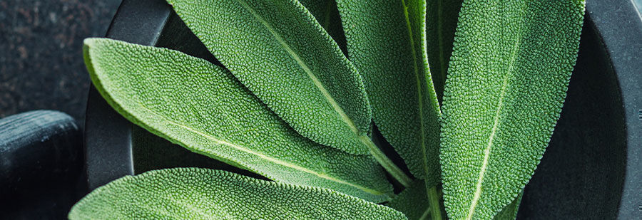 R/salvia: Suche Gleichgesinnung Im Salvia Divinorum Emporium