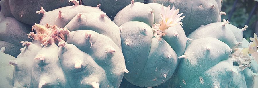 R/mescaline: Das Ultimative Mekka Für Alles, Was Mit Meskalin Zu Tun Hat