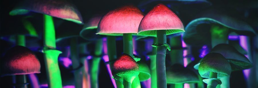 R/shrooms: Dein Subreddit Der Wahl Für Informationen Über Psilocybin