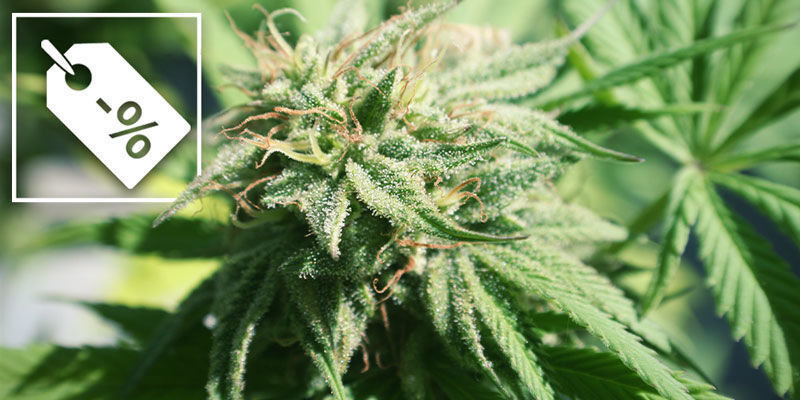 Vor- Und Nachteile Von Granulatnährstoffen Vor- Und Nachteile Von Granulatnährstoffen