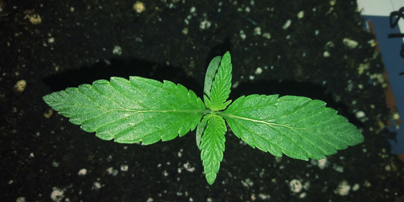 Was Sind Granulatnährstoffe? Was Sind Granulatnährstoffe?