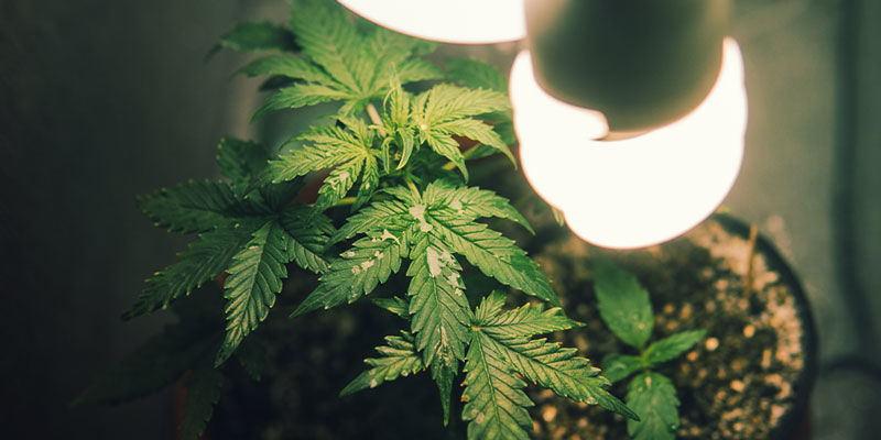 Cannabis In Einer Abstellkammer Anbauen