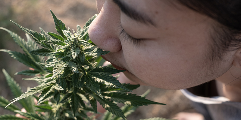 Lass dich von deiner Nase – und deinen Präferenzen – leiten