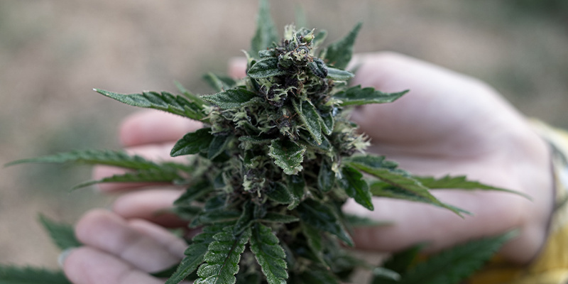 Die besten Cannabissorten für die wichtigsten Terpene