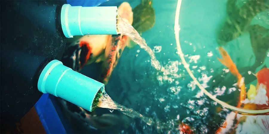 Gib Die Fische Hinein Gib Die Fische Hinein