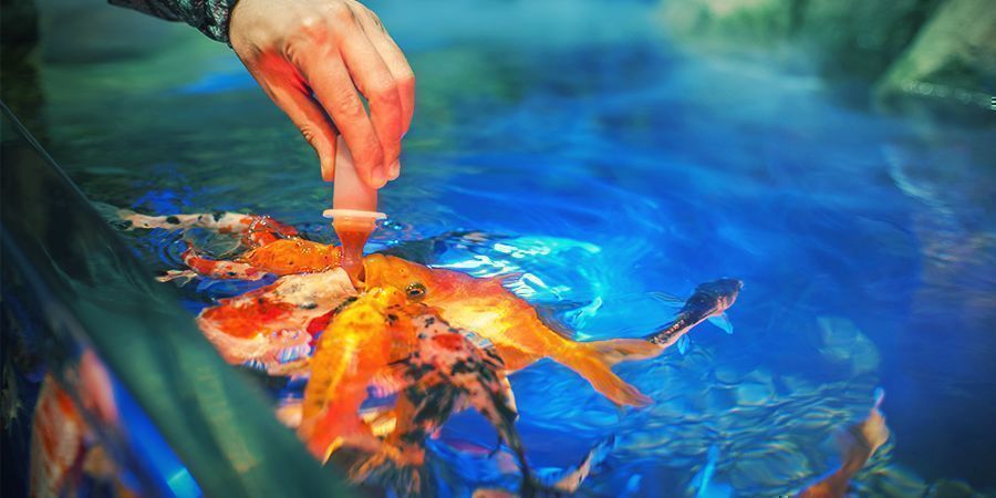 Tipps Für Deinen Aquaponik-Grow Tipps Für Deinen Aquaponik-Grow