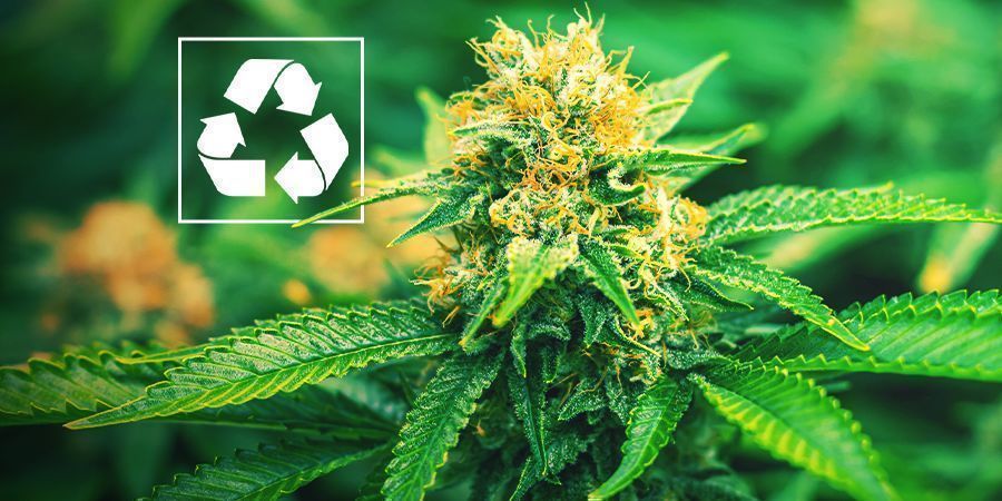 Warum Sollte Man Cannabis Mit Aquaponik Anbauen? Warum Sollte Man Cannabis Mit Aquaponik Anbauen?