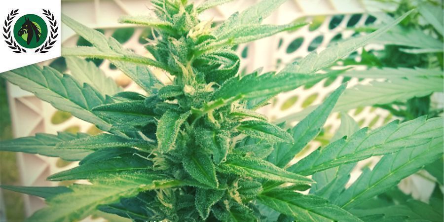 Bruce Banner (Dark Horse Genetics) Bruce Banner (Dark Horse Genetics)