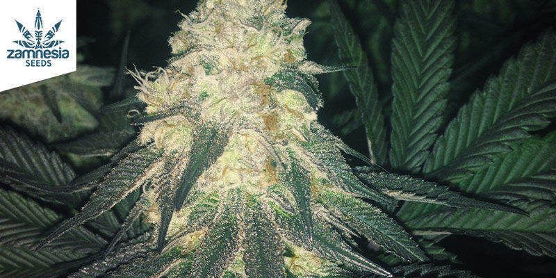 Exclusive Zamnesia Collabs Exclusive Zamnesia Collabs