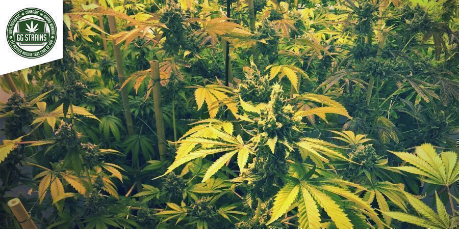 Gorilla Glue GG4S1 (GGStrains) Gorilla Glue GG4S1 (GGStrains)