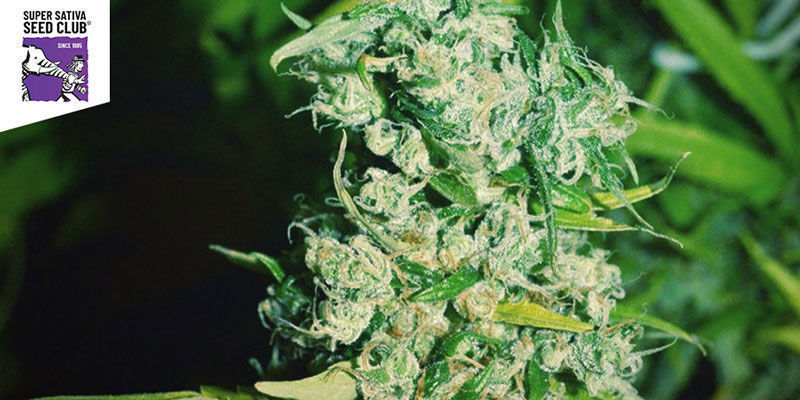 Kees Old School Haze (SSSC) Kees Old School Haze (SSSC)