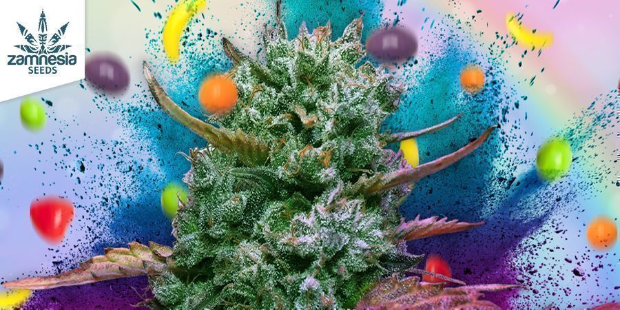 Runtz (Zamnesia Seeds) Runtz (Zamnesia Seeds)