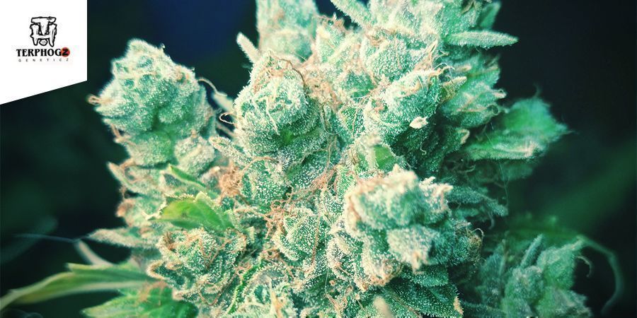 Z3 (Terphogz Geneticz) Z3 (Terphogz Geneticz)