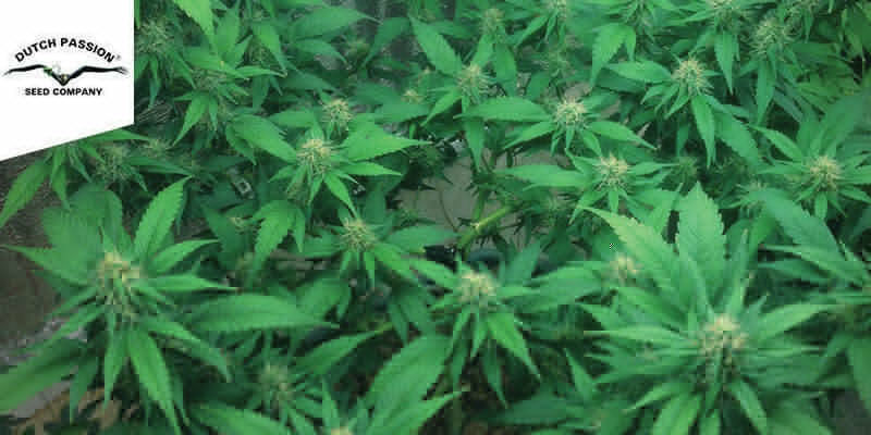 THC-Victory (Dutch Passion) THC-Victory (Dutch Passion)