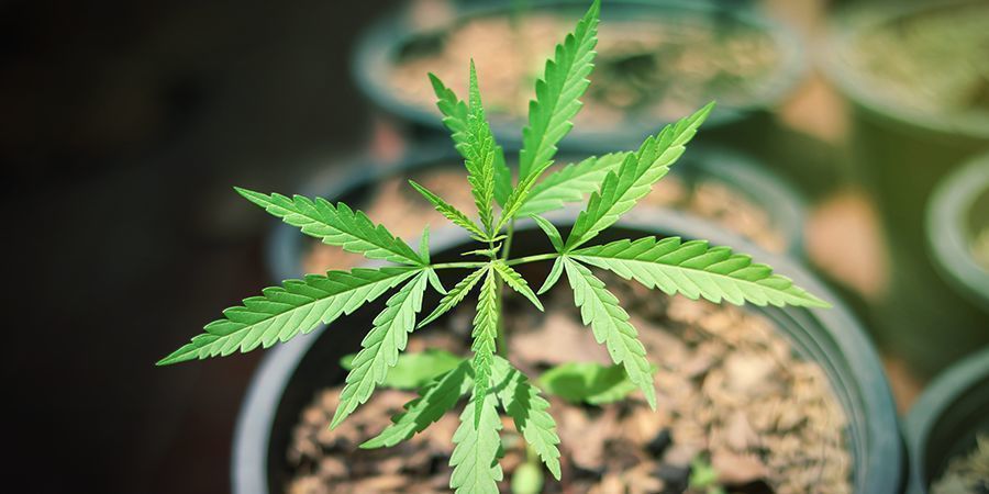 Sunset Sherbet Automatic Anbauen Sunset Sherbet Automatic Anbauen