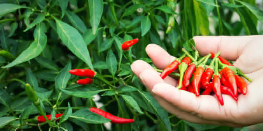 Ernte Deine Chilis Chilis Anbauen Für Anfänger: Ernte
