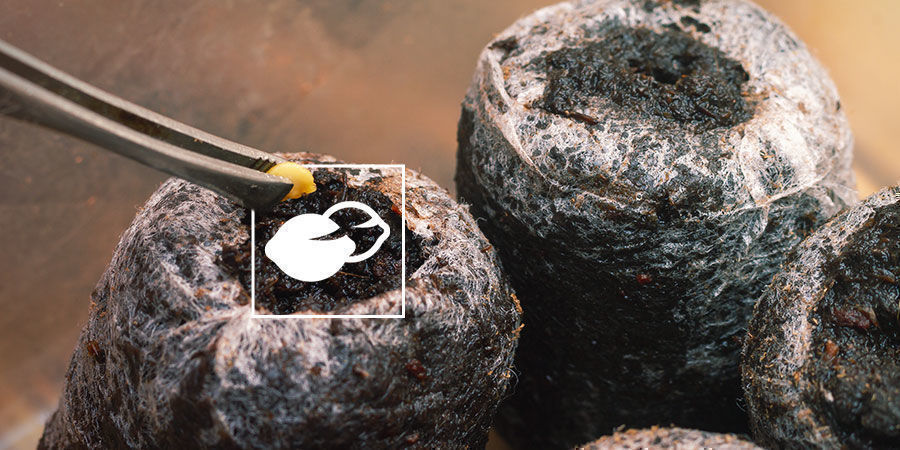 Bring Deine Chilisamen Zum Keimen Chilis Anbauen Für Anfänger: Chilisamen Keimen