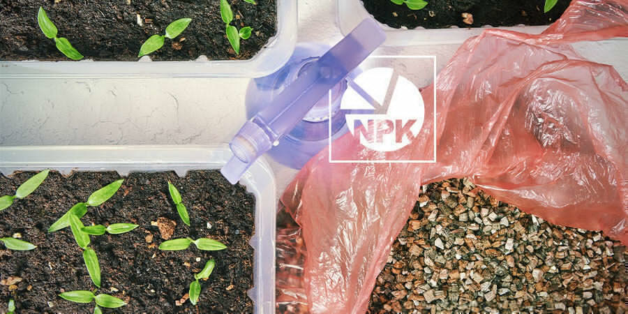 Dünge Chilisämlinge Mit Dünger Halber Stärke Chilis Anbauen Für Anfänger: Dünge Chilisämlinge