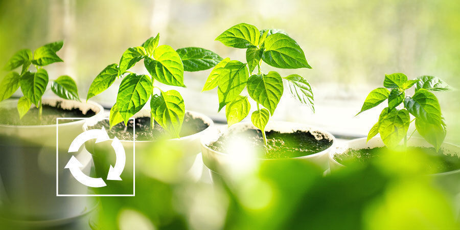 Was Man Mit Chilipflanzen Nach Der Ernte Machen Kann Was mit Chilipflanzen nach Ernte machen