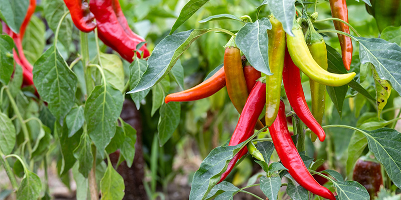 Baue deine eigenen Chilis an: Abschlie&szlig;ende Tipps f&uuml;r den Erfolg