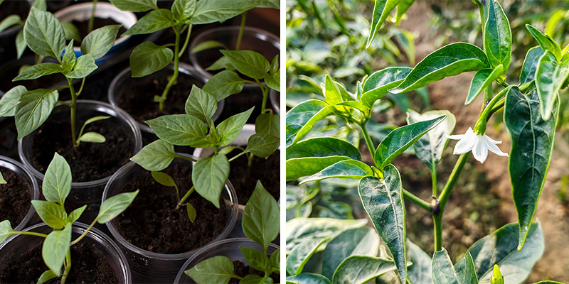 Wie Chilis wachsen: Vom S&auml;mling bis zur Bl&uuml;te
