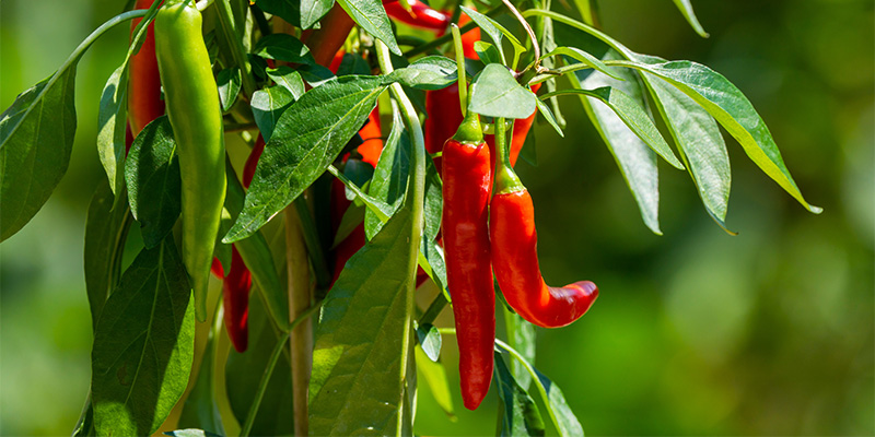 Wie du sch&auml;rfere und ges&uuml;ndere Chilis anbaust