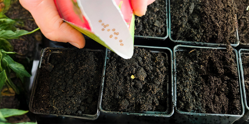 Chilisamen s&auml;en: Der Start