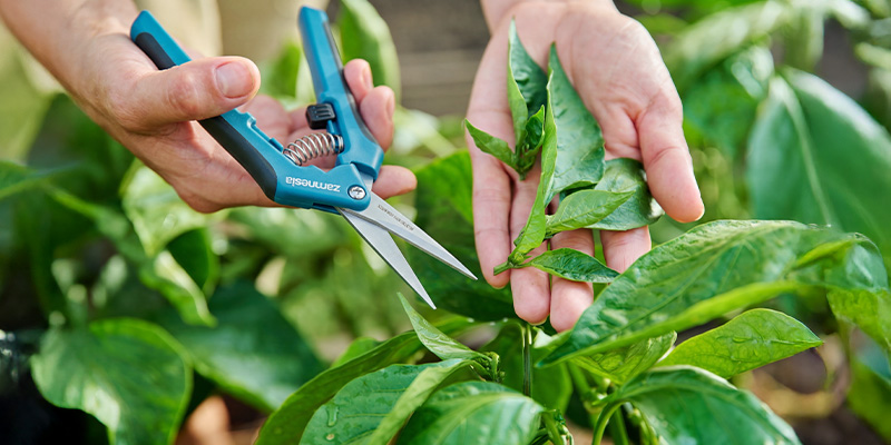 Chilipflanzen in der vegetativen Phase schneiden und trainieren