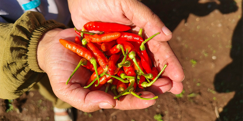 Wann und wie du Chilis erntest