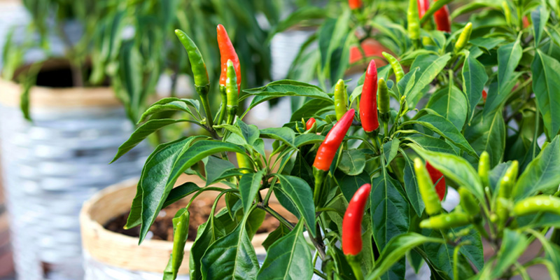 Warum Chilis im Freien anbauen?