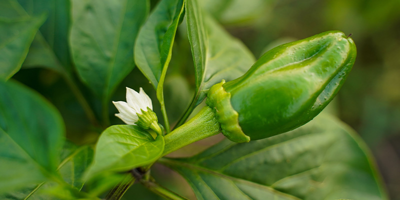 Von der Bl&uuml;te zu den ersten Chilis