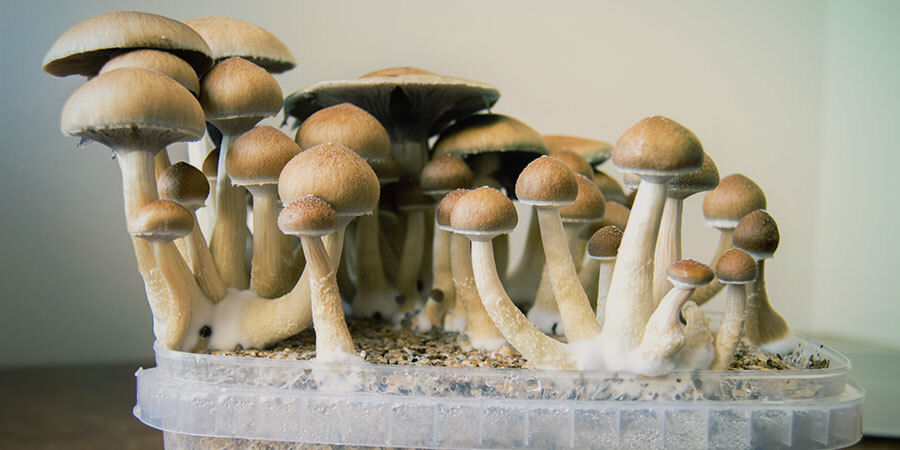 Was Sind Zauberpilze (Psilocybin)? Was Sind Zauberpilze (Psilocybin)?
