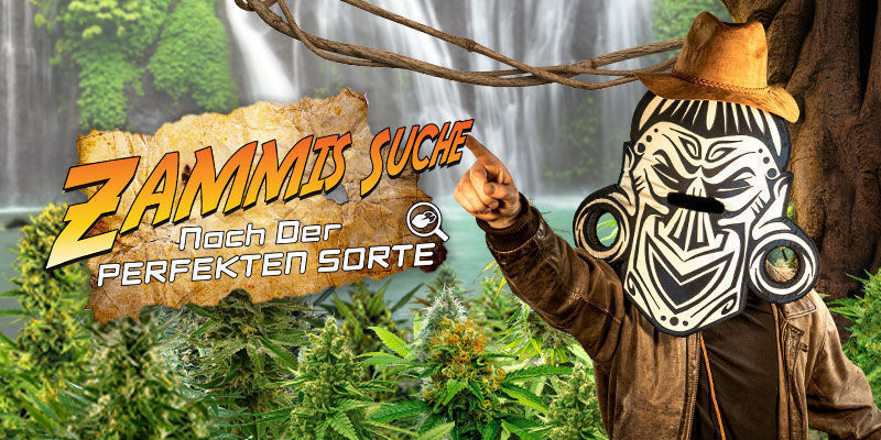 Cannabis-Seedfinder Cannabis-Seedfinder