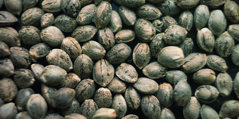 Kaufe Gemischte Samenpackungen Kaufe gemischte Samenpackungen