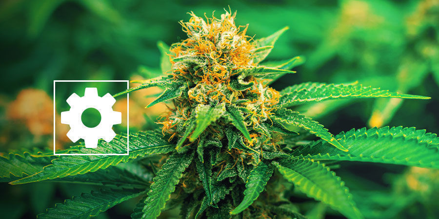 Neue Autoflowering Cannabissorten - Royal Queen Seeds Neue Autoflowering Cannabissorten - Royal Queen Seeds