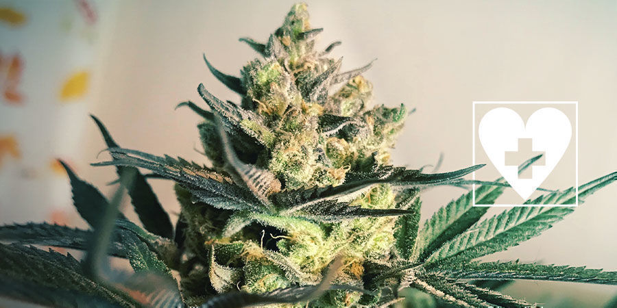 Neue CBD-Cannabissorten - Royal Queen Seeds Neue CBD-Cannabissorten - Royal Queen Seeds