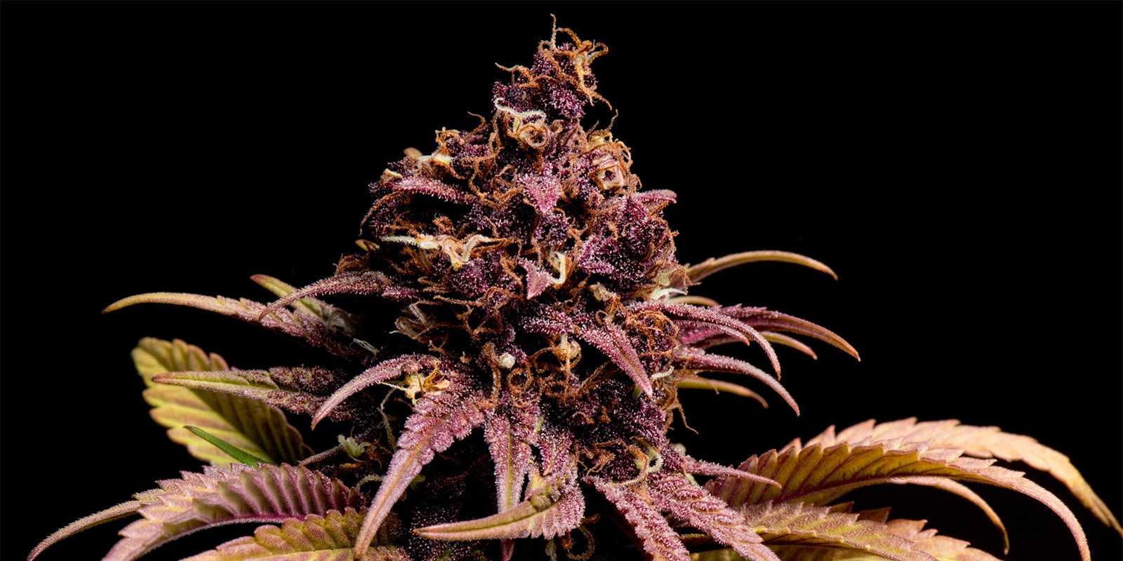 Passion Fruitz Automatic (Zamnesia Seeds) Passion Fruitz Automatic (Zamnesia Seeds)