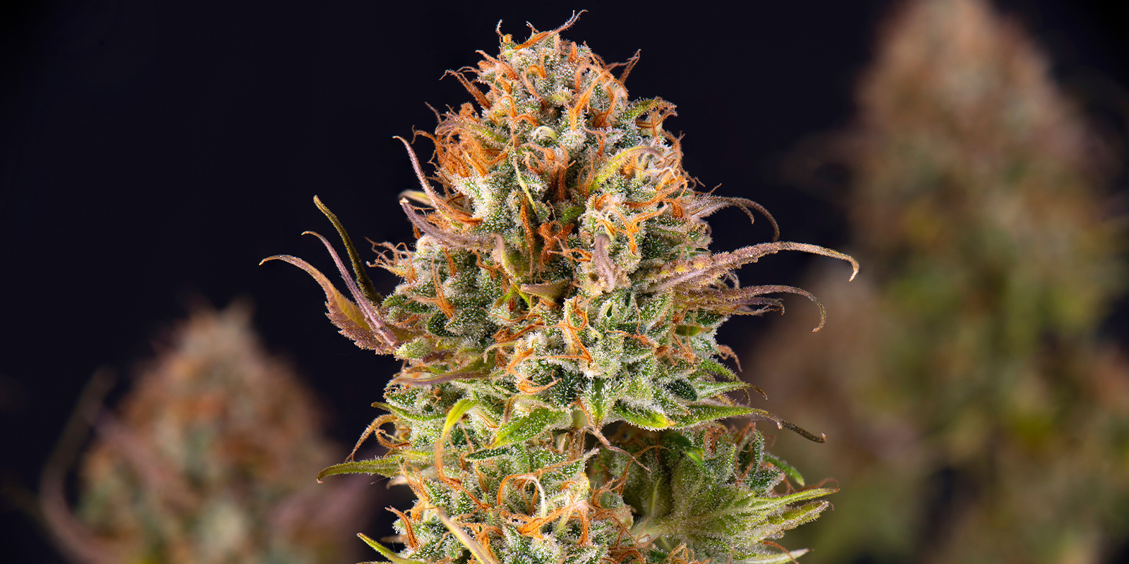 Green-O-Matic (Greenhouse Seeds) Green-O-Matic (Greenhouse Seeds)