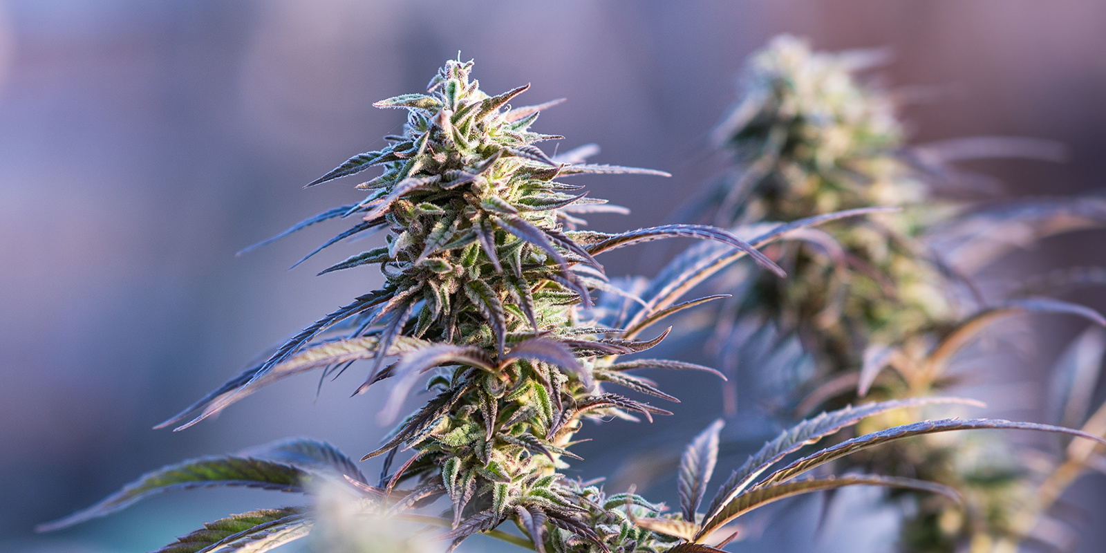 Sweet Skunk Autoflowering (Sweet Seeds) Sweet Skunk Autoflowering (Sweet Seeds)