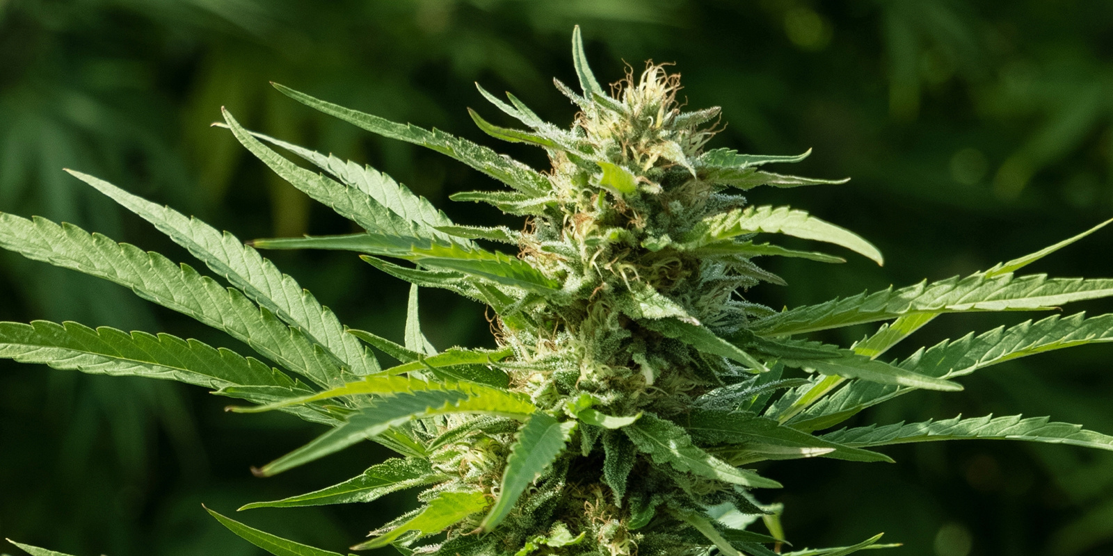 AK-420 Automatic (Zamnesia Seeds) AK-420 Automatic (Zamnesia Seeds)