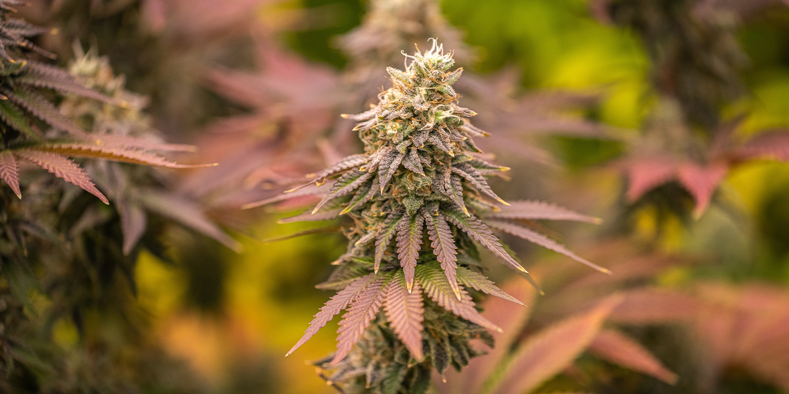 Zkittlez OG Auto (Barney’s Farm) Zkittlez OG Auto (Barney’s Farm)