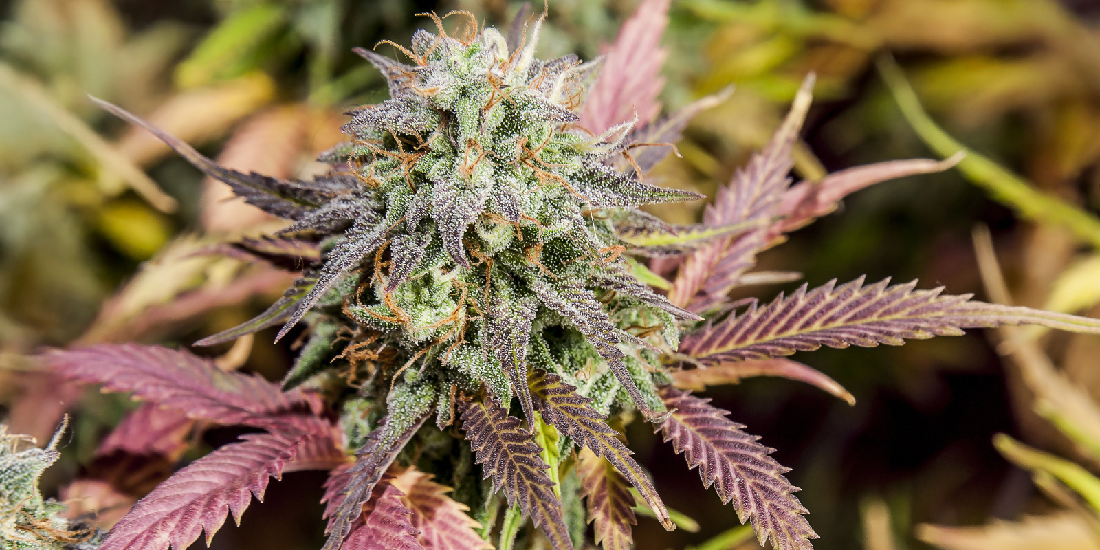 Blueberry Glue Auto (Expert Seeds) Blueberry Glue Auto (Expert Seeds)