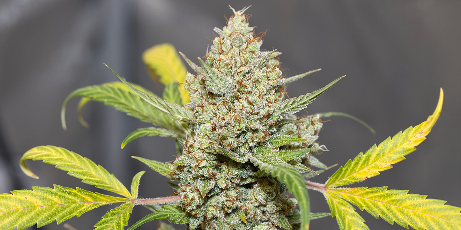 Monster Mash Auto (Exotic Seed) Monster Mash Auto (Exotic Seed)